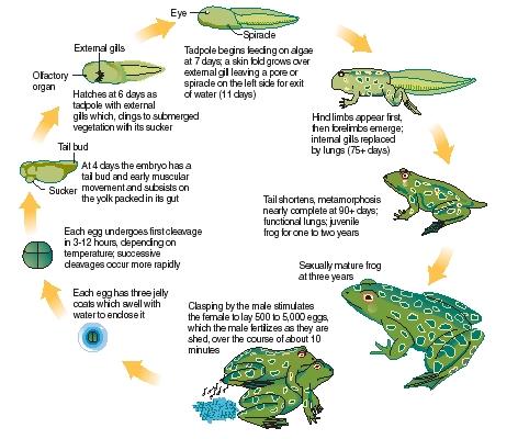 The life cycle of frogs. (Reproduced by permission of The Gale Group.)