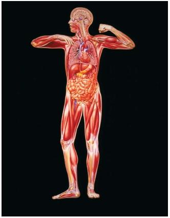 human body anatomy shape