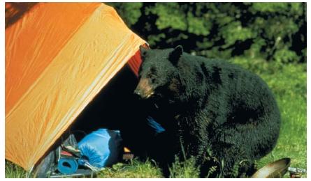 The black bear, one of the most recognizable animals in America, at a Minnesota campsite. (Reproduced by permission of the U.S. Fish and Wildlife Service.)