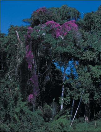 The Amazonian rain forest is rich in plant and animal life. (Reproduced by permission of Photo Researchers, Inc.)