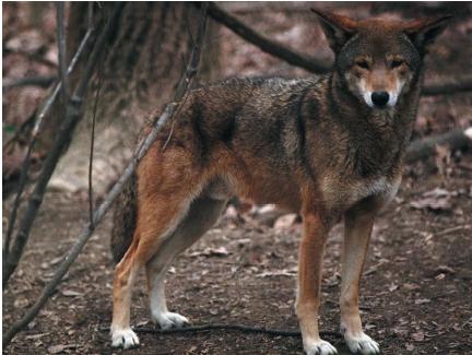 The endangered red wolf. (Reproduced by permission of Photo Researchers, Inc.)