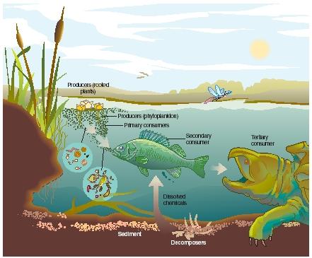 A freshwater ecosystem. (Reproduced by permission of The Gale Group.)