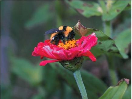 A bumblebee pollinating a flower. (Reproduced by permission of Field Mark Publications.)