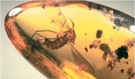 A mosquito in amber, 35 million years old. (Reproduced by permission of JLM Visuals.)