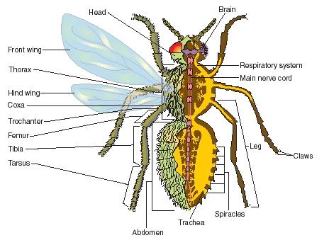 External and internal features of a generalized insect. (Reproduced by permission of The Gale Group.)