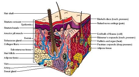A cross section of the skin. Structures used for sensing are labeled on the right. (Reproduced by permission of The Gale Group.)