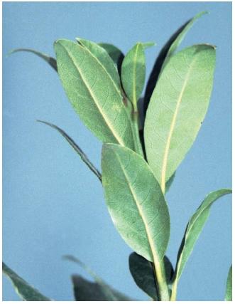 Bay laurel leaves. (Reproduced by permission of Field Mark Publications.)