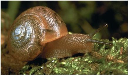 A land snail. (Reproduced by permission of JLM Visuals.)