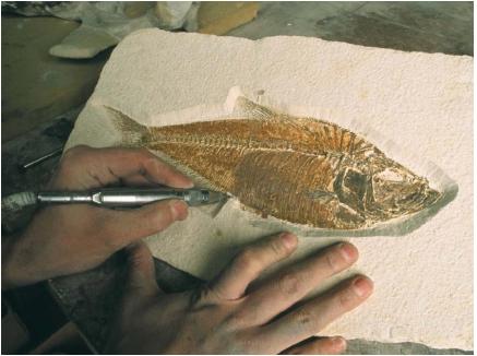 Nautical fossils are examined in much the same way as fossils found on dry land. (Reproduced by permission of The Corbis Corporation [Bellevue].)