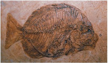 This fossilized spadefish is over 50 million years old. (Reproduced by permission of The Corbis Corporation [Bellevue].)