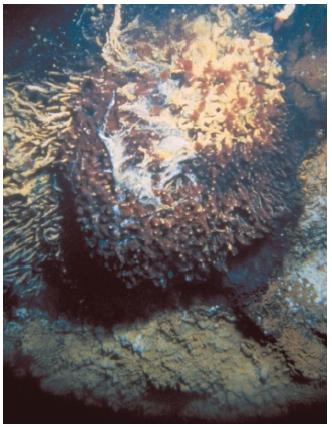 This hydrothermal vent on the southern Juan de Fuca Ridge is home to a colony of tube worms. (Reproduced by permission of U.S. Geological Survey Photographic Library.)