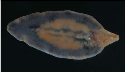 A liver fluke seen from above. There are more than 6,000 species of parasitic flatworms. (Reproduced by permission of JLM Visuals.)