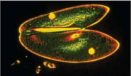 Photos Of Protozoa