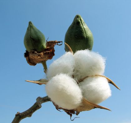 cotton-3248.jpg