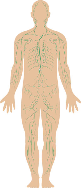Lymphatic System 3004